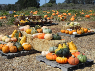 Nipomo Pumpkin Patch Field Picture